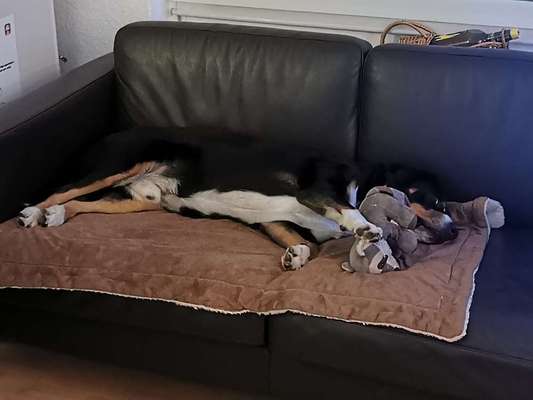 Entlebucher Sennenhund-Beitrag-Bild