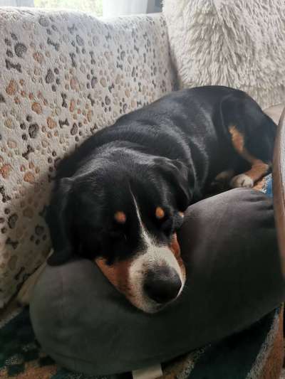 Entlebucher Sennenhund-Beitrag-Bild