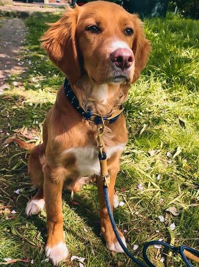 Hund aus dem Spanischen Tierschutz-Beitrag-Bild