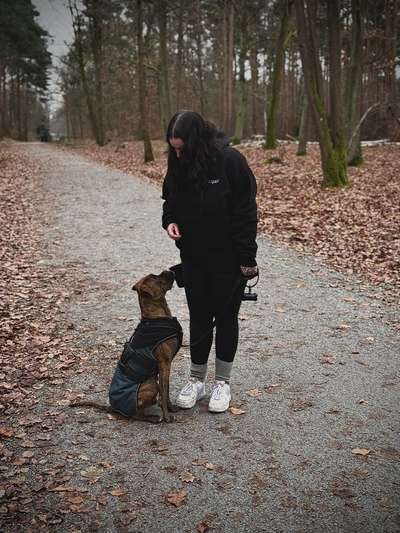 Hundetreffen-Akira sucht Trainingspartner-Bild