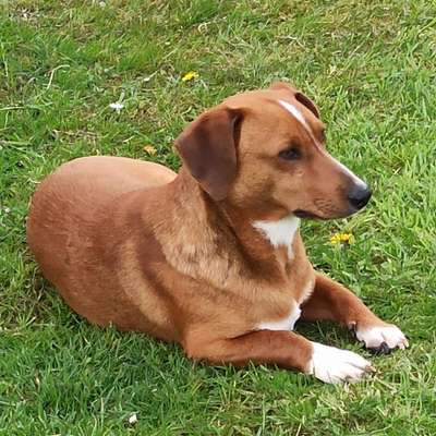 Hundetreffen-Gassirunden und Spielrunden in und umzu Hage, Norden, Großheide.......-Bild