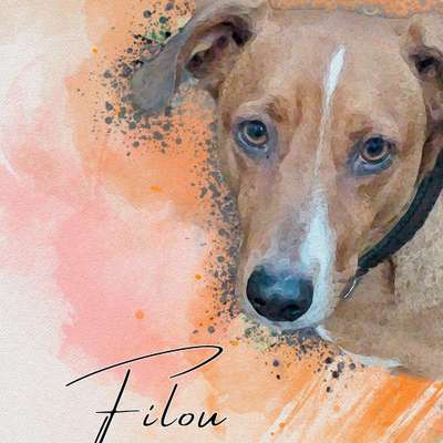 Titelbild Gruppe Straßenhunde aus Rumänien