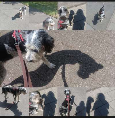 43. Collage Challenge - Schattenspiele-Beitrag-Bild