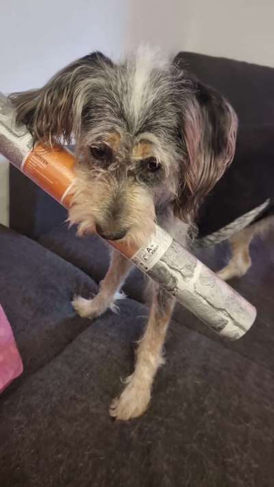 Dogorama Photo Challenge - TV Hund-Beitrag-Bild