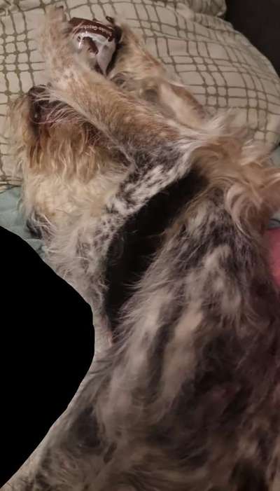 Dogorama Photo Challenge - TV Hund-Beitrag-Bild