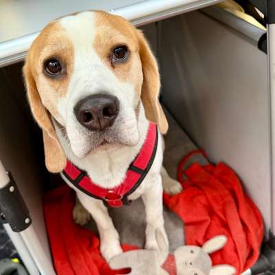 Autobox Beagle Seat Arona-Beitrag-Bild