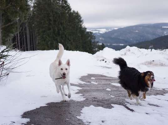 BIG LOVE :) mit 2 Hunden❣️-Beitrag-Bild