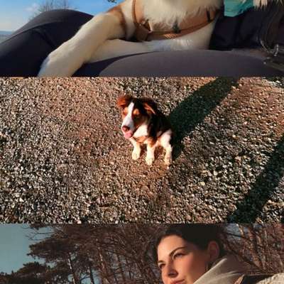 Hundetreffen-Gassi, Spielen,Training-Bild