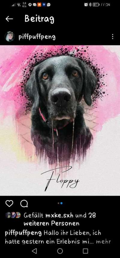 Unsere Fellnasen im Regenbogenland-Beitrag-Bild