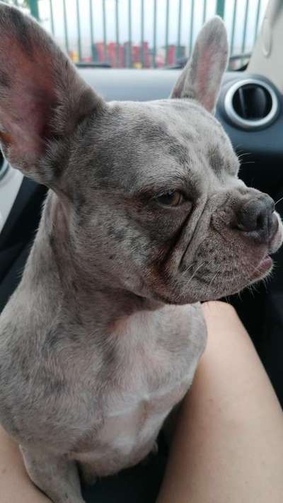 Französische Bulldoggen-Beitrag-Bild