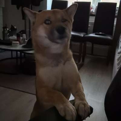 Hundetreffen-Suche eine Person die morgens mein Hund zum Gassi gehen übernehmen könnte-Bild