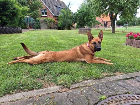 Dogorama Photo Challenge - Hündchen streckt dich-Beitrag-Bild