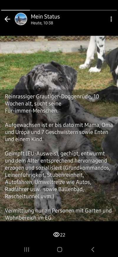 Deutsche Dogge-Beitrag-Bild