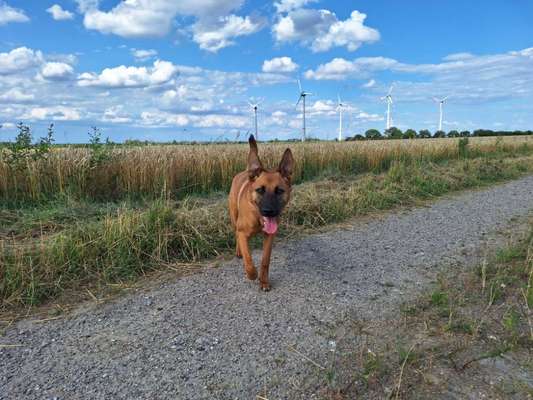 Zeigt eure Malinois!!!-Beitrag-Bild