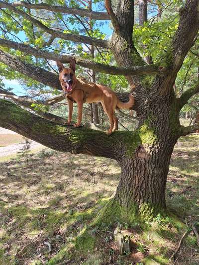 Foto -Challenge  Thema : Dein Hund Im Wald-Beitrag-Bild