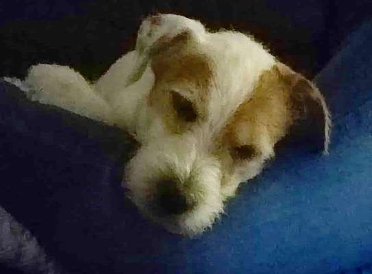 Jack Russell Terrier-Beitrag-Bild