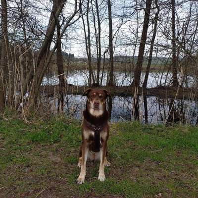 Hundetreffen-Gassi gehen und spielen gemeinsam