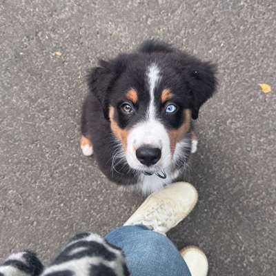 Hundetreffen-Spielrunde mit Bali Umkreis Edermünde/Kassel  🐶🎾-Bild