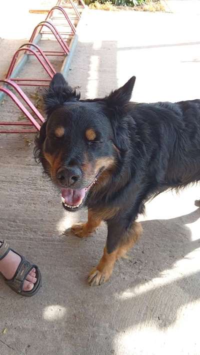 Hunderasse gesucht
Was meint ihr?-Beitrag-Bild