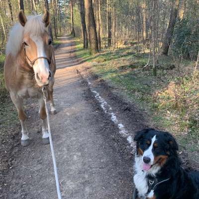 Hundetreffen-Gassigruppe in und um Lotte-Bild