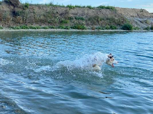 Dogorama-Monats-Challenge-Mai "Wasser"-Beitrag-Bild