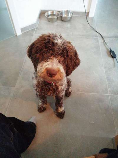 Lagotto Romagnolo Besitzer-Beitrag-Bild