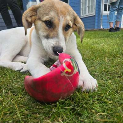 Hundetreffen-Spielgefährte gesucht-Bild