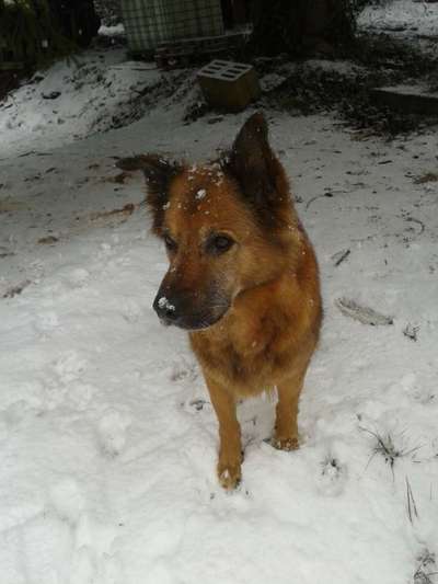 Seltene Rassen!-Beitrag-Bild