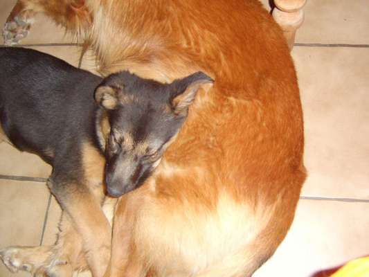 Welpen Panik?-Beitrag-Bild