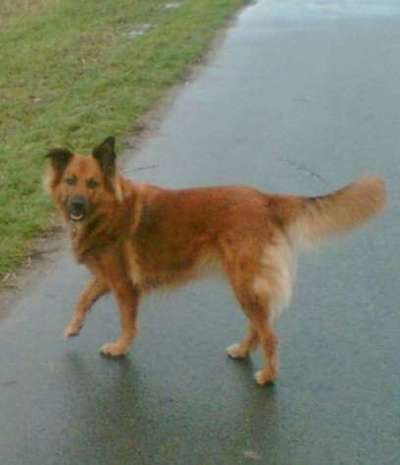 Harzer Fuchs-Beitrag-Bild