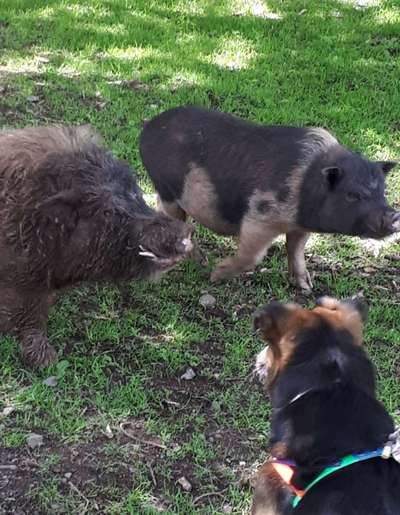 Bilder Hund und andere Tiere-Beitrag-Bild