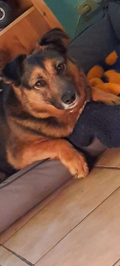 Passende Hundeschuhe - oder: Ist mein Hund disproportional?-Beitrag-Bild