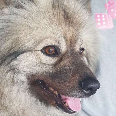 Hundetreffen-Suche andere Wolfspitze/Spitze zum Gassi gehen und spielen-Bild