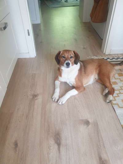 Hunde aus dem Tierschutz: Bulgarien-Beitrag-Bild