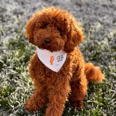 Zeigt her eure Pudel und Pudelmischlinge (:-Beitrag-Bild