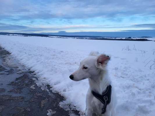 Hundetreffen-Suche treffen zum Spielen und Gassi gehen-Bild