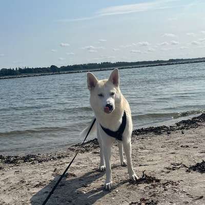 Hundetreffen-Suchen Spielgefährten für gemeinsame gassi Runden für Husky mix-Bild