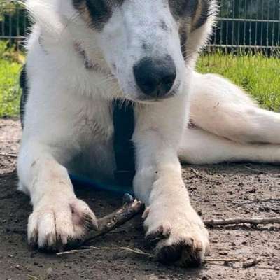 Hundetreffen-Nala sucht die ihr Zuhause für immer-Bild