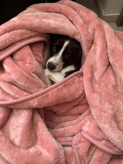 Dogorama Photo Challenge - Hundeblick zum hinschmelzen-Beitrag-Bild