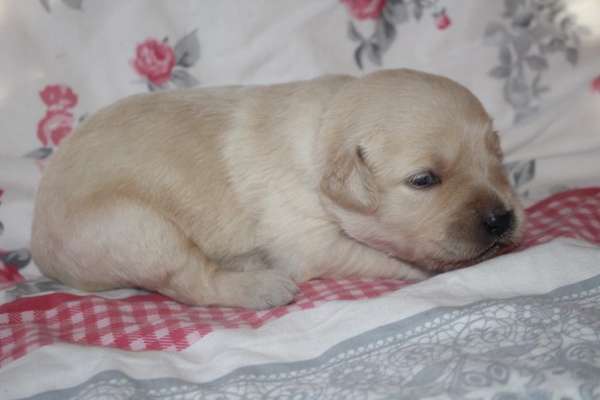 Das erste Bild eures Hundes-Beitrag-Bild