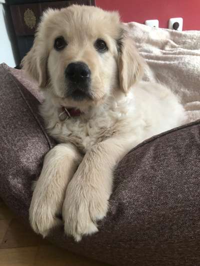 Welpen Bilder !-Beitrag-Bild