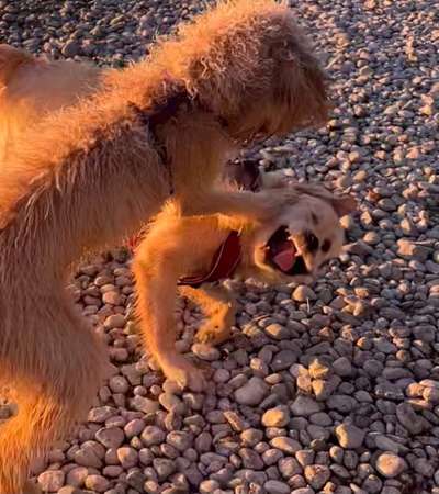 Dogorama Photo Challenge - Spielgesicht-Beitrag-Bild