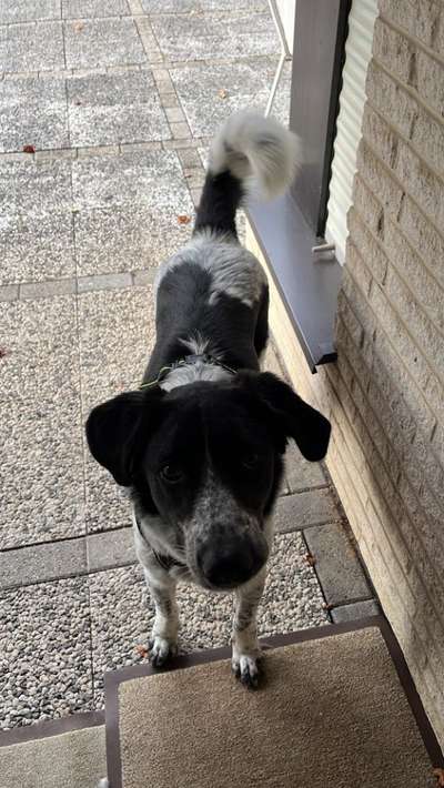 Auslandstierschutz-Beitrag-Bild