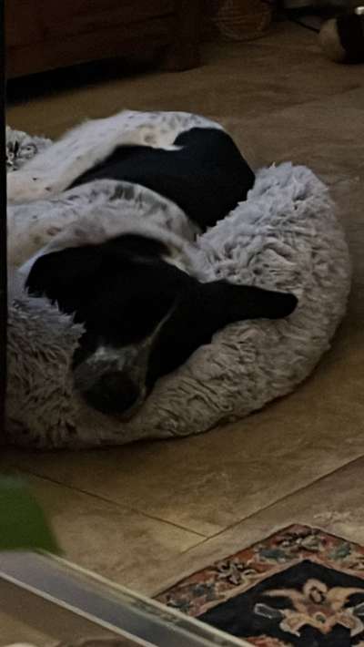 Auslandstierschutz-Beitrag-Bild