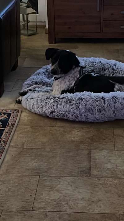 Auslandstierschutz-Beitrag-Bild