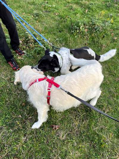 Auslandstierschutz-Beitrag-Bild