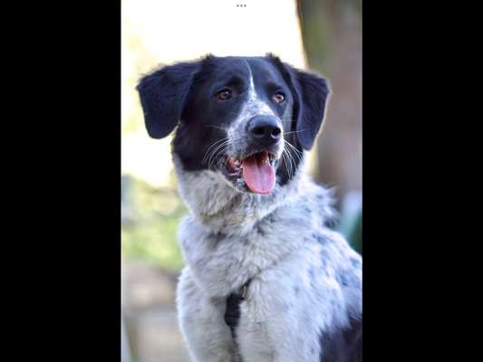 Auslandstierschutz-Beitrag-Bild