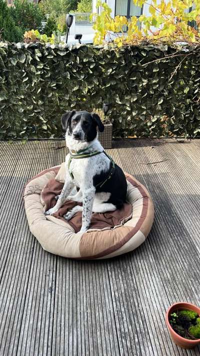 Auslandstierschutz-Beitrag-Bild