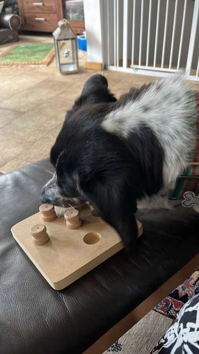 Auslandstierschutz-Beitrag-Bild