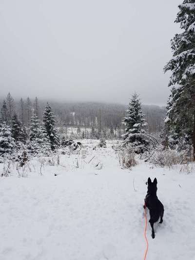 Hundetreffen-Wanderkumpels gesucht 😊🐶-Bild